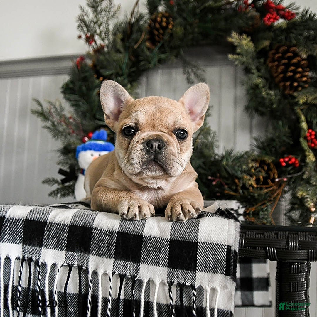 French Bulldog dogs for sale: Diamond - Ad 2