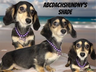 Miniature Dachshund dogs Shade - Ad 29