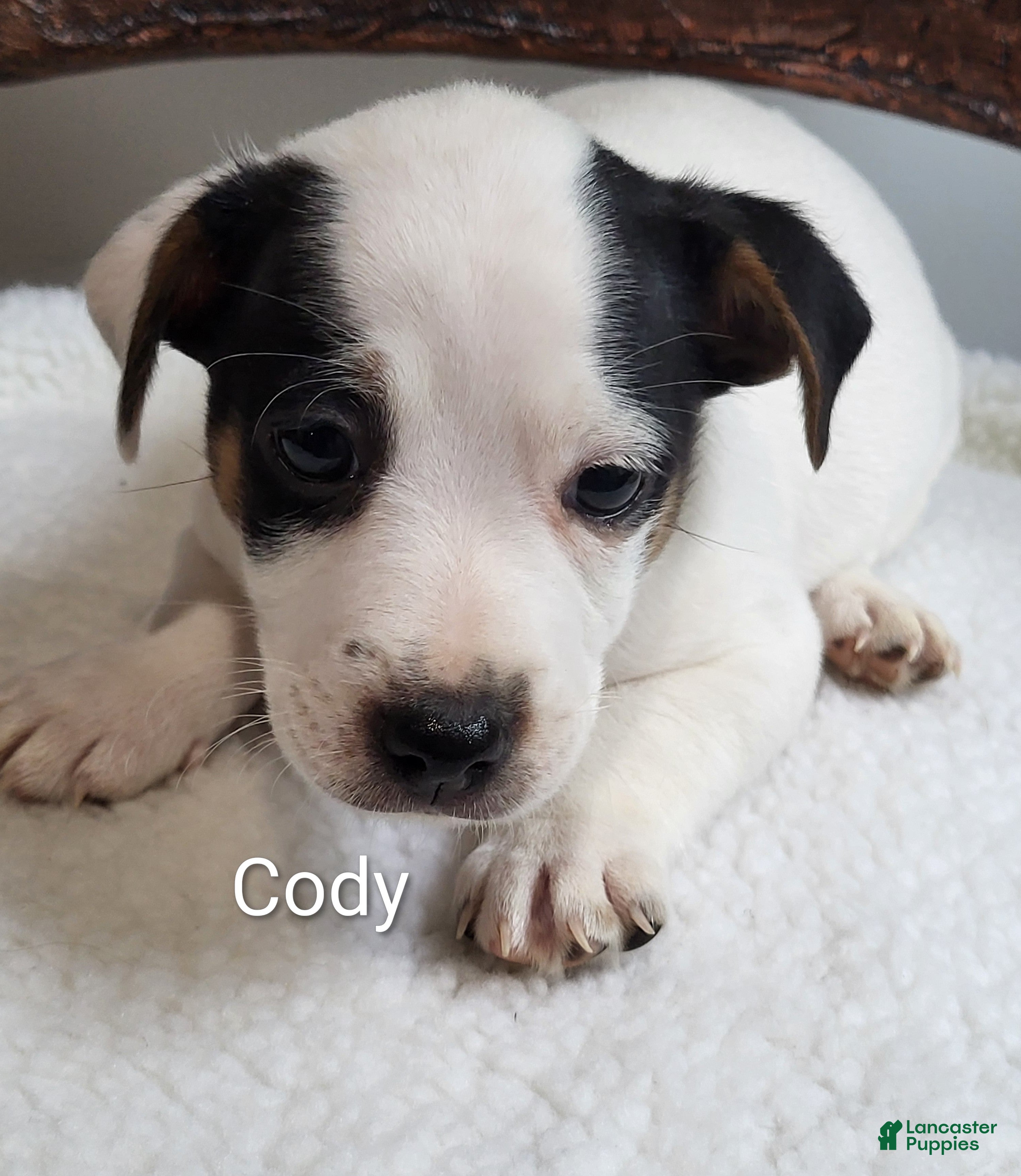 Jack Russell Terrier dogs Jack Russell Terrier 1 - Ad 2