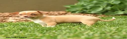 Chihuahua dogs for sale: Juliet - Ad 3