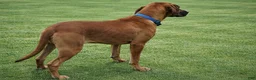 Rhodesian Ridgeback dogs for sale: Rhodesian Ridgeback Puppy 9 - Ad 1