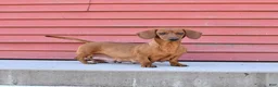 Miniature Dachshund dogs for sale: Blossom - Ad 4