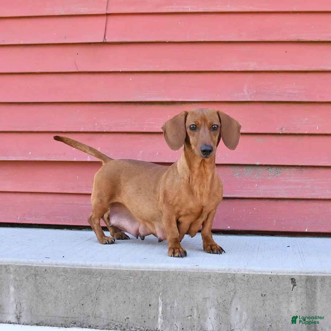 Miniature Dachshund dogs for sale: Blossom - Ad 4
