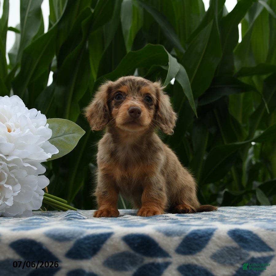 Miniature Dachshund dogs Nike - Ad 1