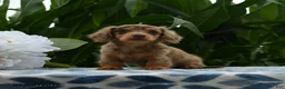 Miniature Dachshund dogs for sale: Nike - Ad 1