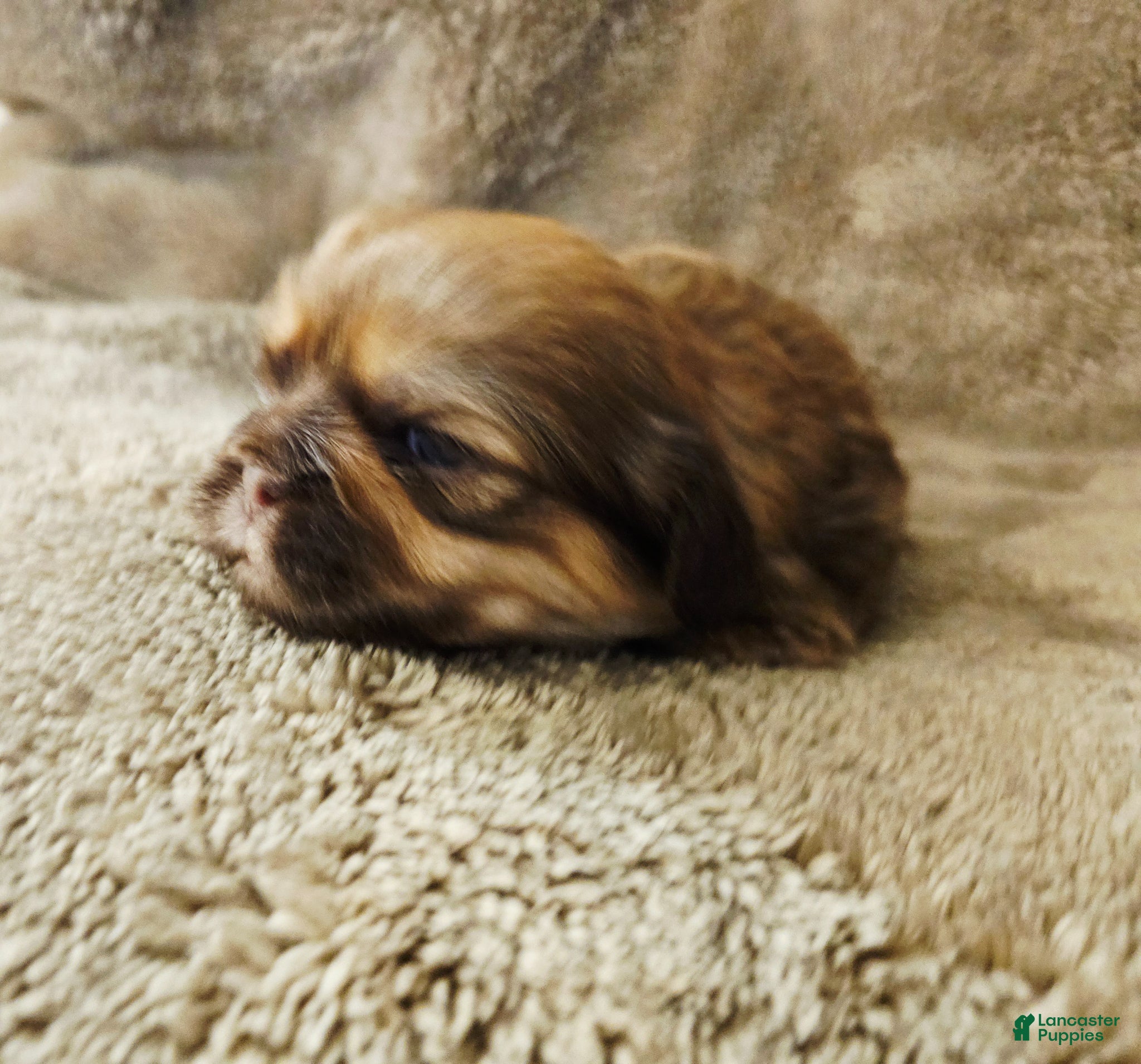 Mixed Breed dogs Obi Wan Paw-nobi  - Ad 9