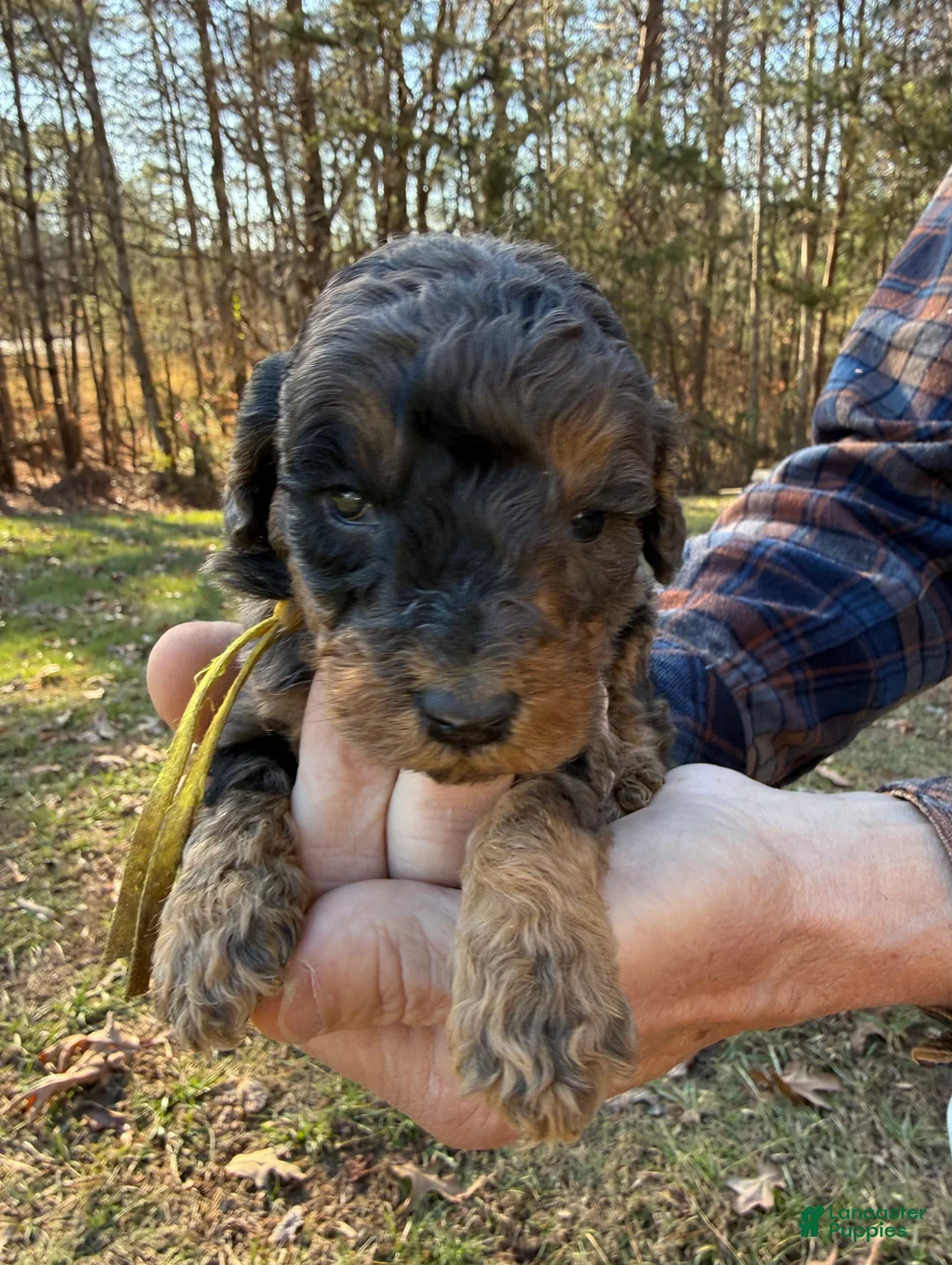 Goldendoodle dogs for sale: Goldendoodle Puppy 2 - Ad 2