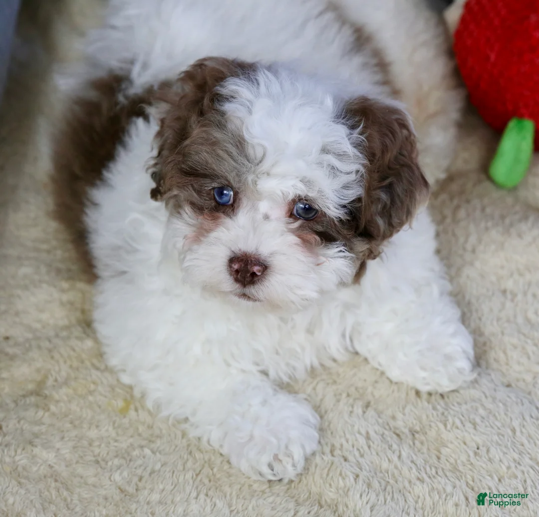 Shihpoo dogs for sale: Radlee - Ad 8