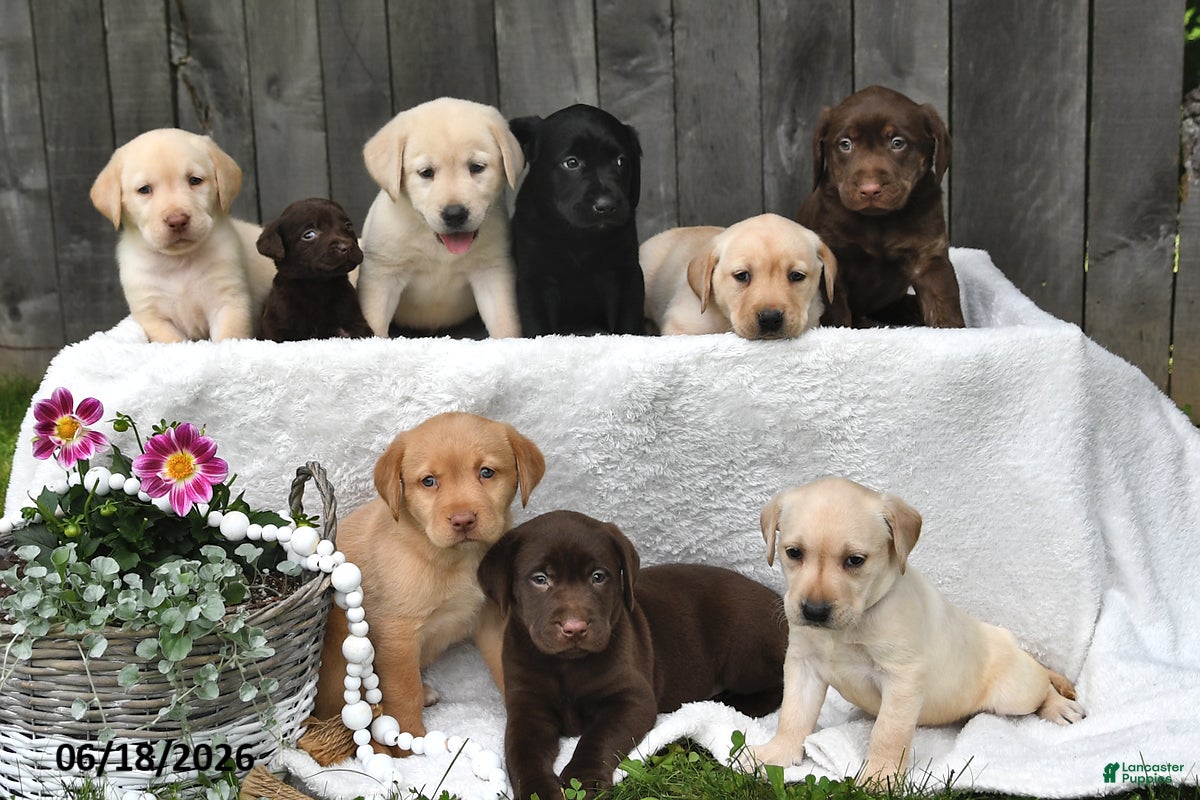 Labrador Retriever dogs Renae - Ad 2