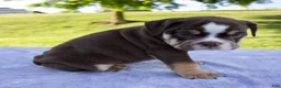 Beabull dogs for sale: Ben - Ad 4