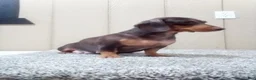 Miniature Dachshund dogs for sale: Jackson - Ad 16