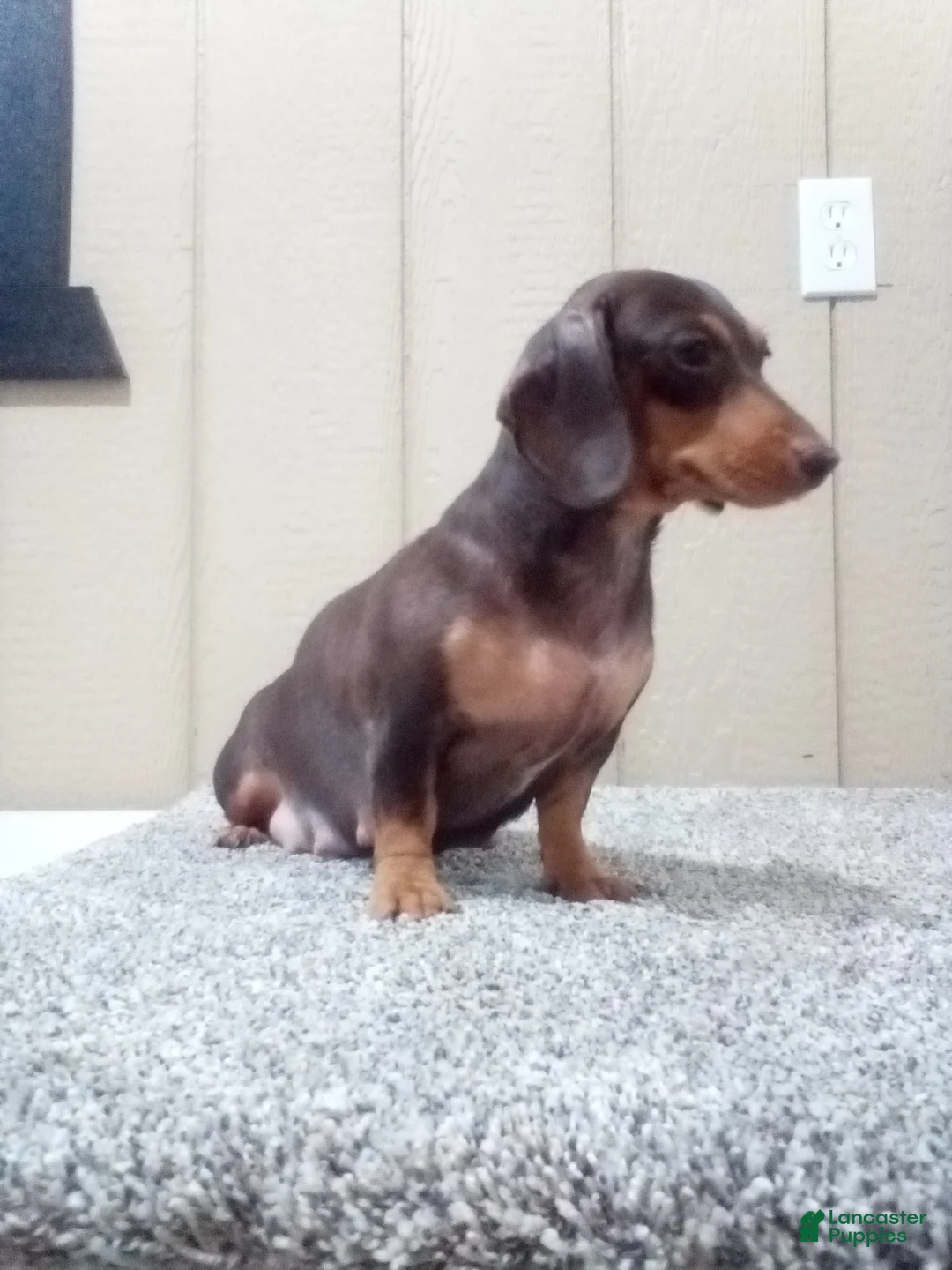 Miniature Dachshund dogs for sale: Jackson - Ad 16