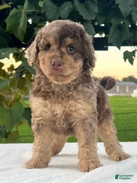 Aussiedoodle Miniature