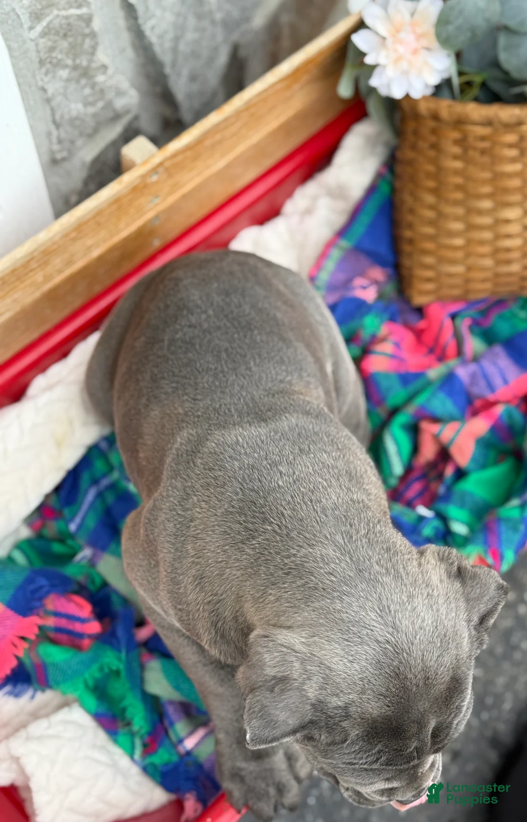 Cane Corso dogs for sale: Blossom - Ad 8