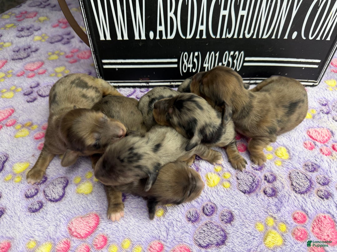 Miniature Dachshund dogs for sale: Dapple - Ad 6