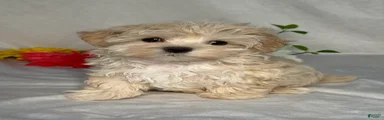 Lori