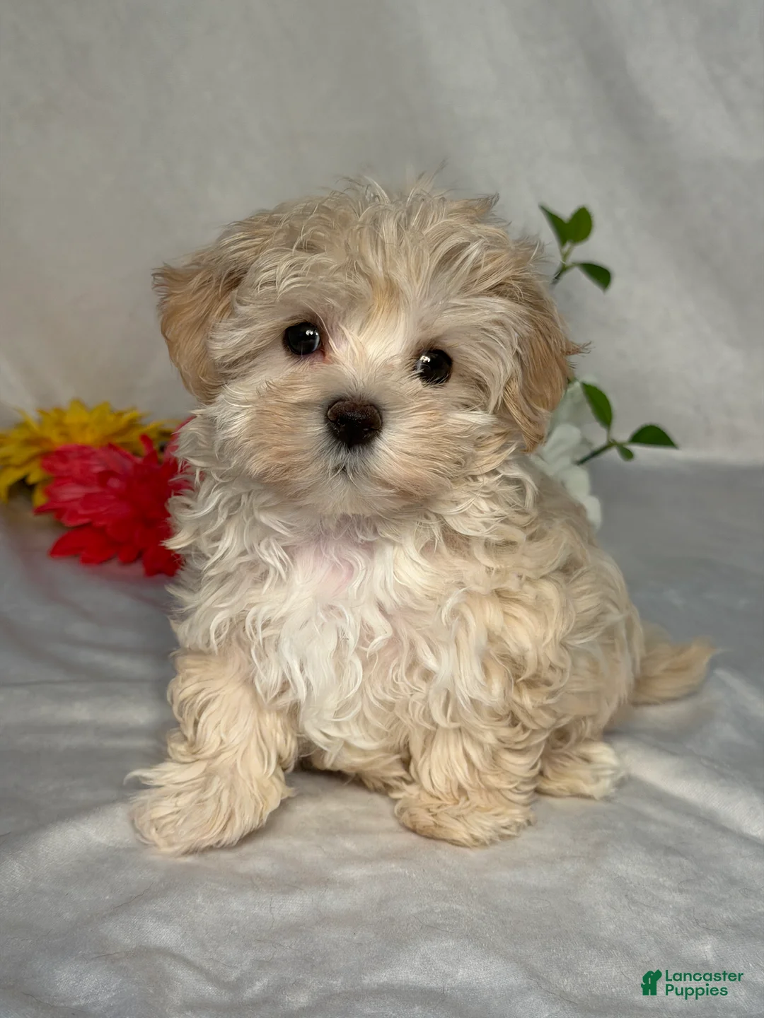 Maltipoo dogs for sale: Lori - Ad 1