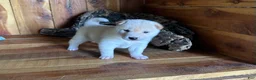 Shiba Inu dogs for sale: Shiba Inu Puppy 3 - Ad 2