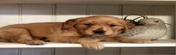 Golden Retriever dogs for sale: Rick - Ad 1