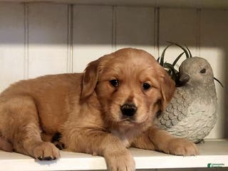 Golden Retriever dogs Rick - Ad 33