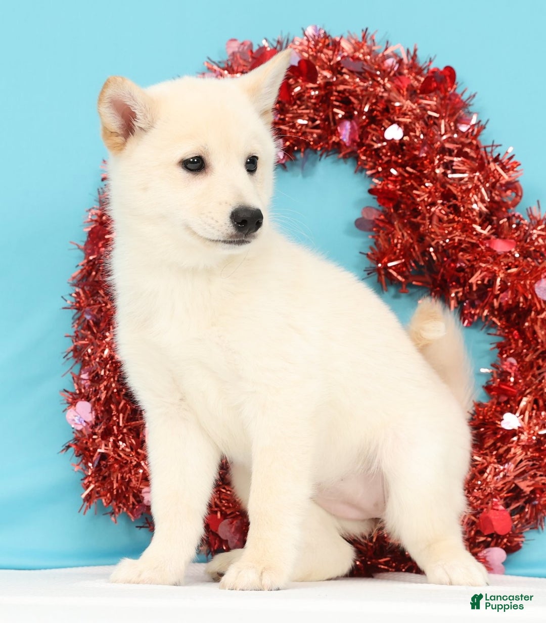 Mixed Breed dogs for sale: Jasmine - Ad 5