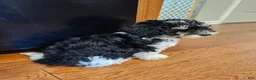 Havapoo dogs for sale: Alfie - Ad 6