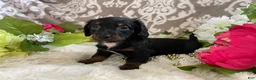 Miniature Dachshund dogs for sale: Kira - Ad 8