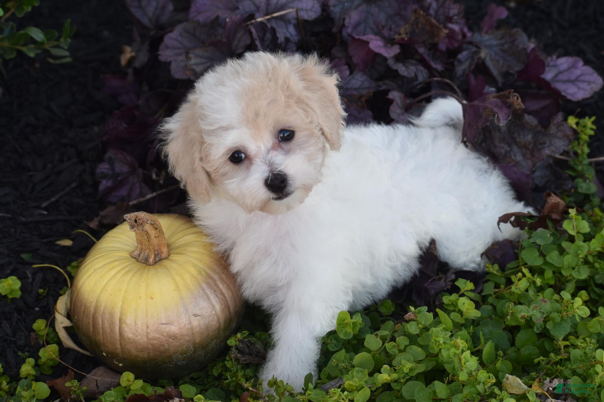 Bichpoo dogs for sale: Kitty - Ad 2