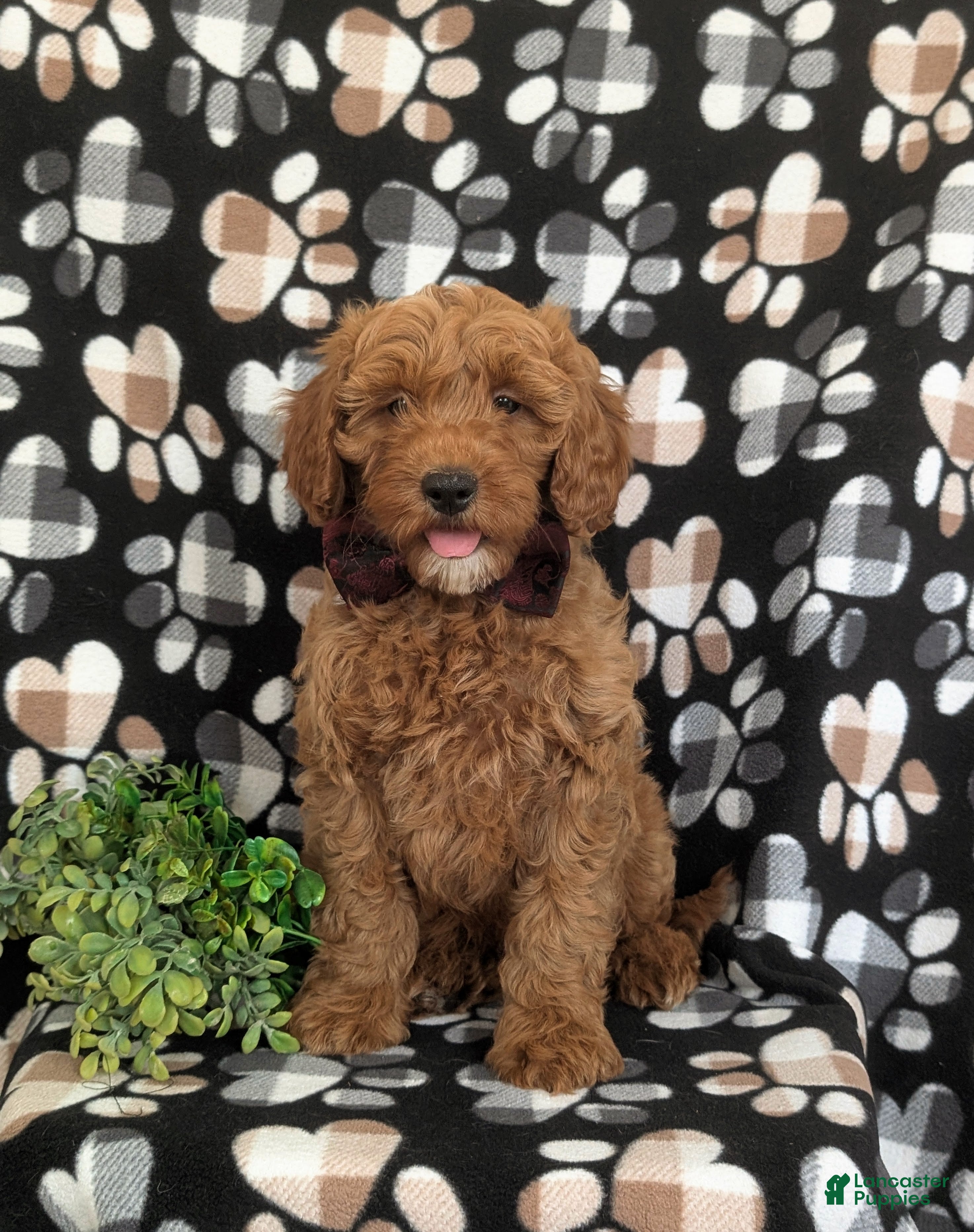 Mini Goldendoodle dogs Isaias Hypoallergenic - Ad 2