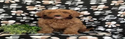 Mini Goldendoodle dogs for sale: Isaias Hypoallergenic - Ad 2