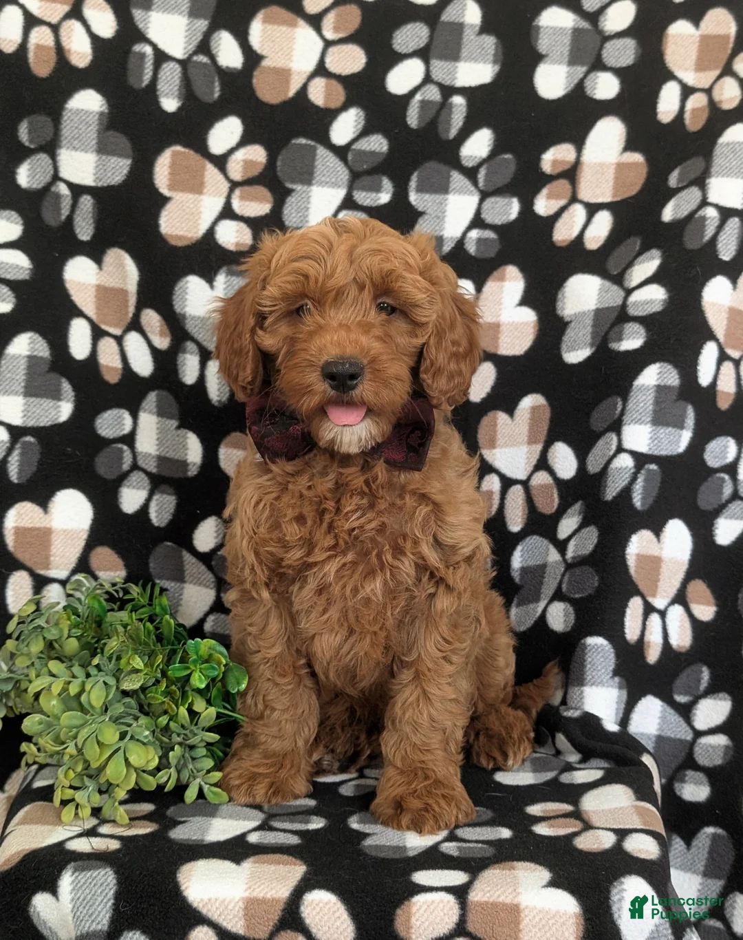 Mini Goldendoodle dogs for sale: Isaias Hypoallergenic - Ad 2