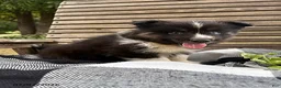 Pomsky dogs for sale: Max - Ad 6