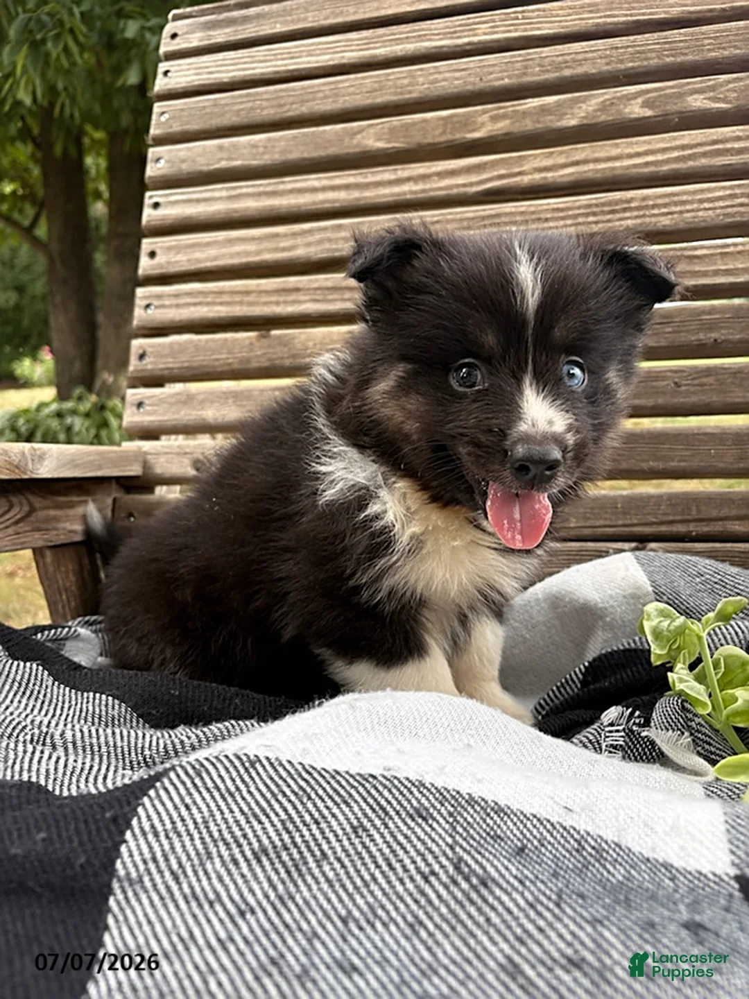 Pomsky dogs for sale: Max - Ad 6