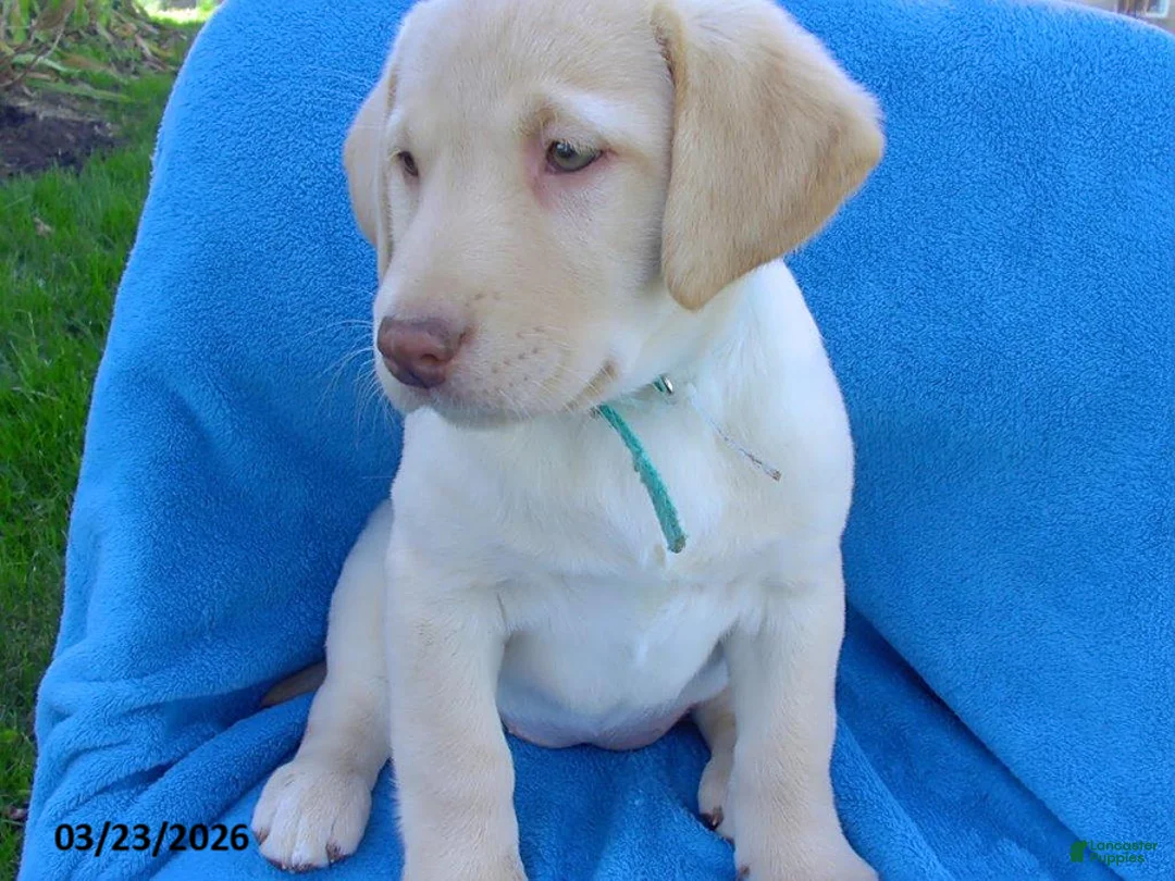 Labrador Retriever dogs for sale: Brenda - Ad 1