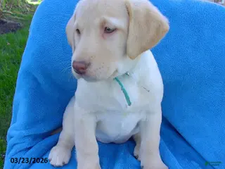 Labrador Retriever dogs for sale: Brenda - Ad 4