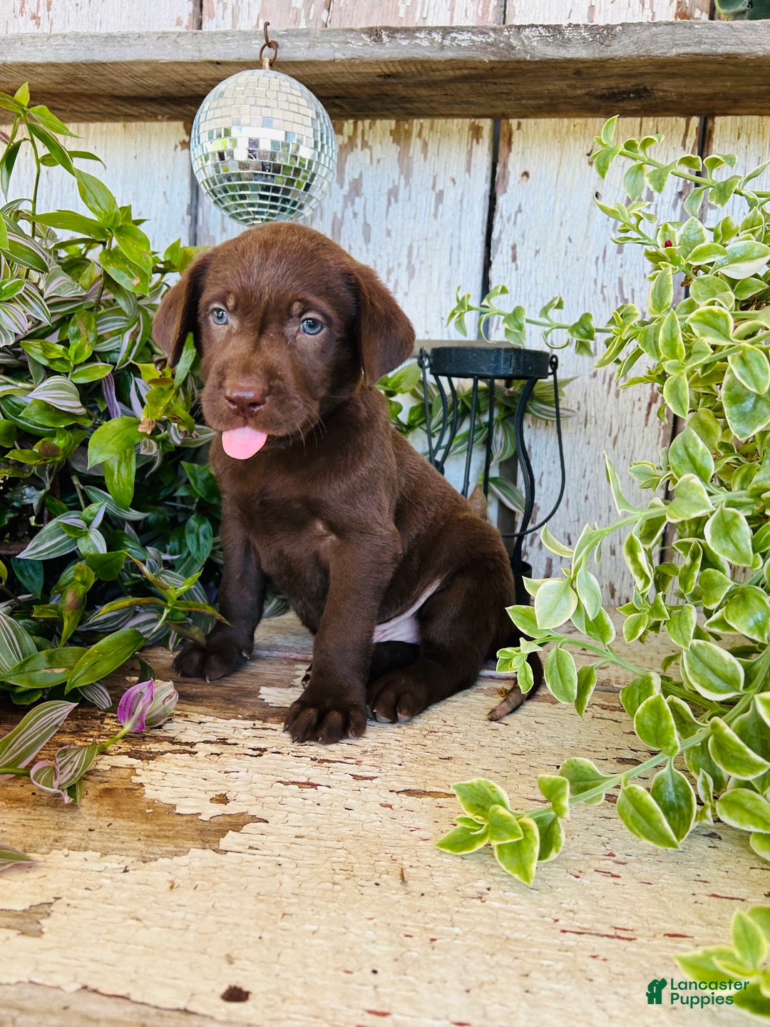 Chocolate Lab Akc Labrador Puppies For Sale English Labrador