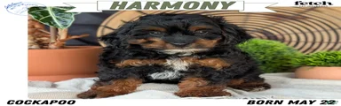Harmony 