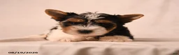 Biewer Terrier dogs for sale: Claire - Ad 5