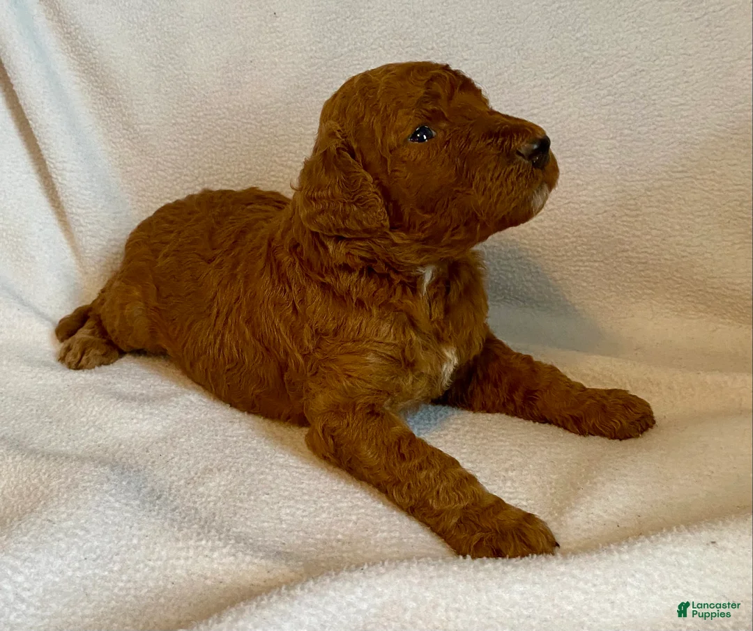 Standard Poodle dogs for sale: Standard Poodle 3 - Ad 1