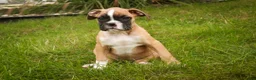 Boxer dogs for sale: Huck - Ad 4