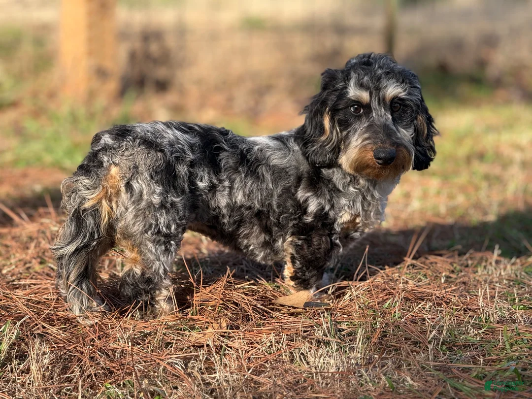 Miniature Dachshund dogs for sale: Black Dapple SILKY - Ad 4