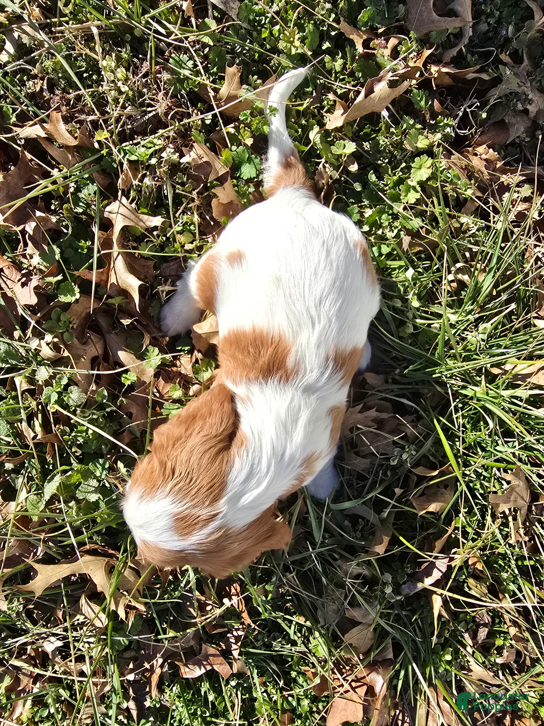 Cavalier King Charles Spaniel dogs for sale: Dolly - Ad 18