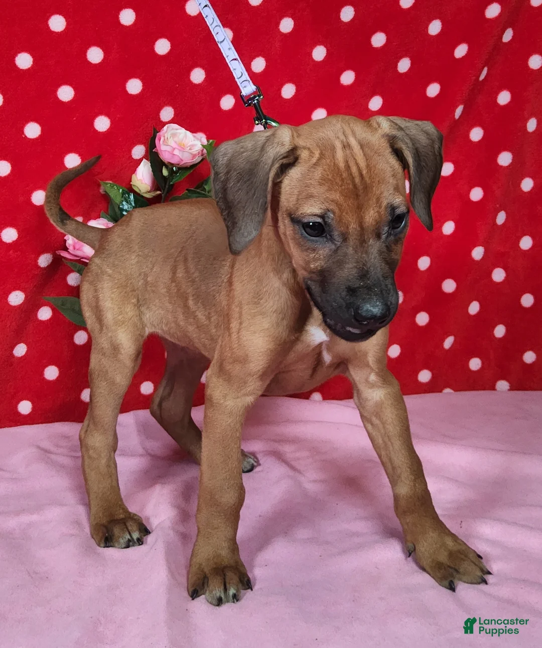 Rhodesian Ridgeback dogs for sale: Gracie - Ad 8