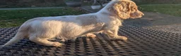 Miniature Dachshund dogs for sale: Pumpkin spice latte - Ad 6