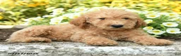Mini Goldendoodle dogs for sale: Travis - Ad 5