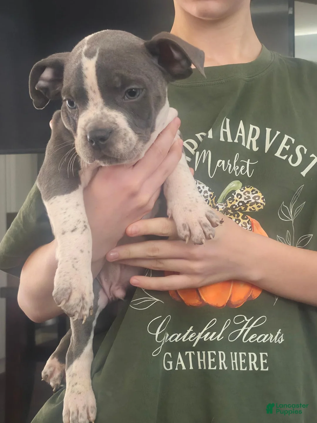 American Bully dogs for sale: American Bully 1 - Ad 1