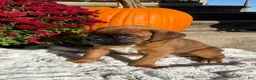 Boxer dogs for sale: Creed - Ad 1