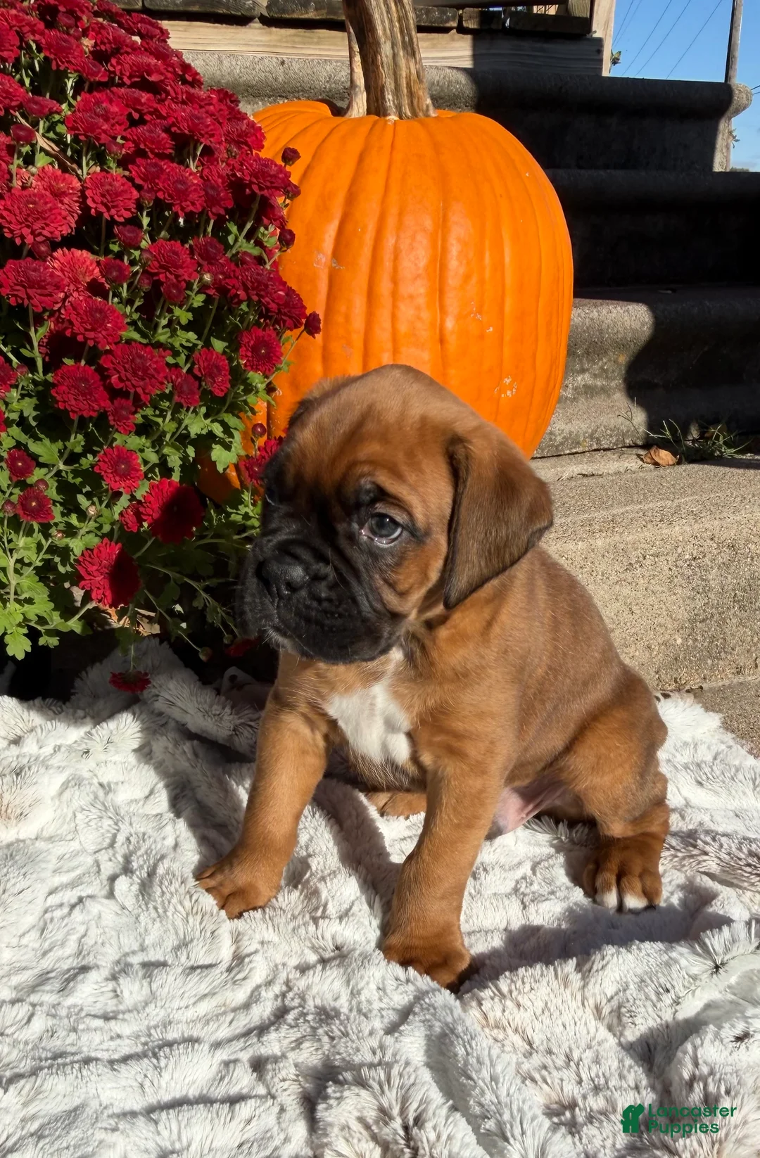 Boxer dogs for sale: Creed - Ad 1