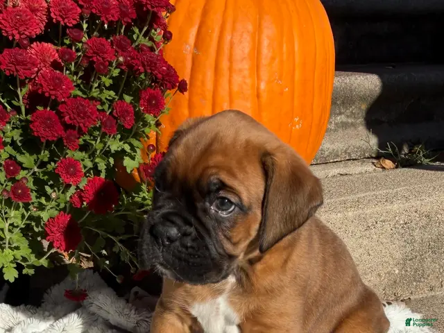 Boxer dogs Creed - Ad 1