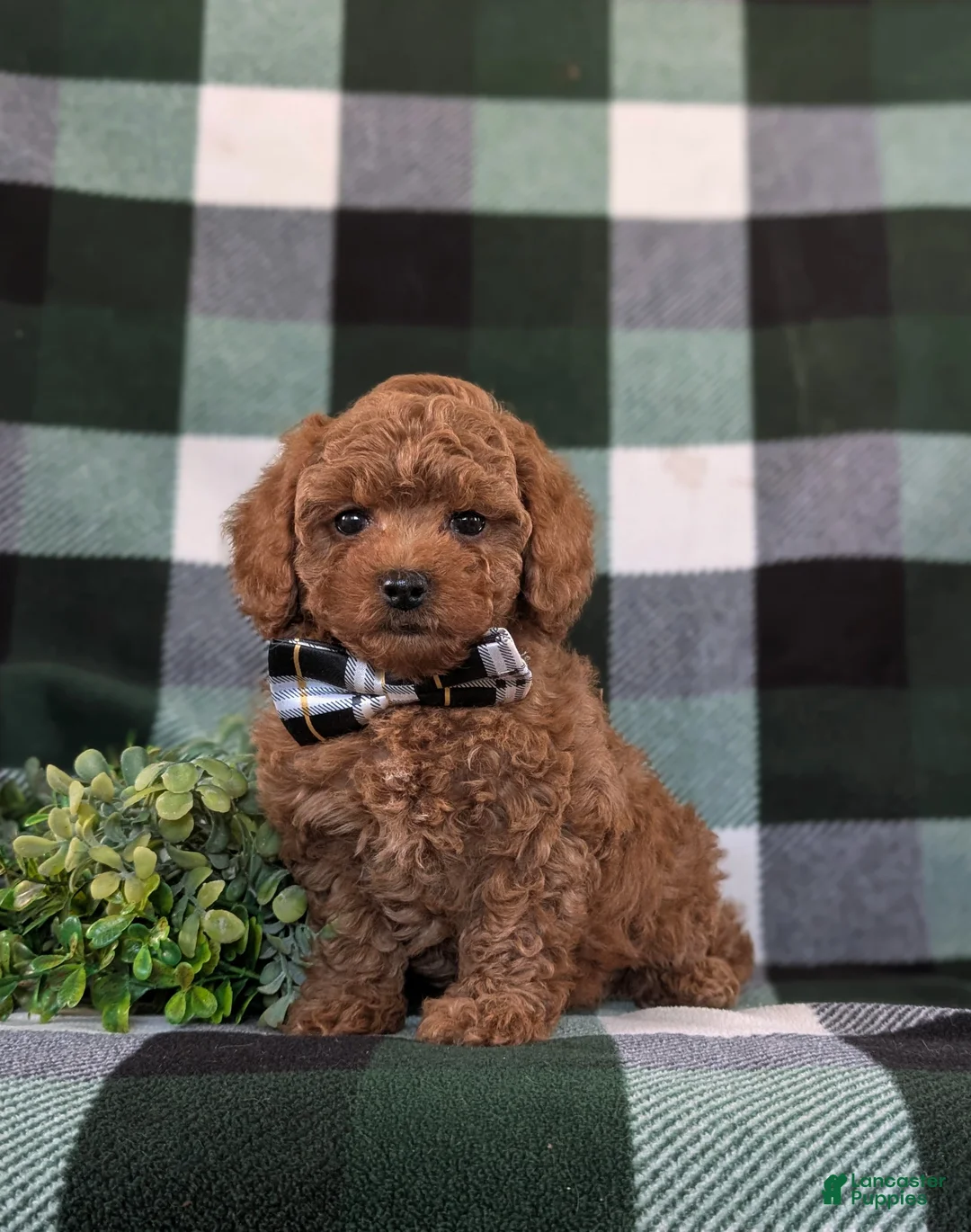 Toy Poodle dogs for sale: Kingsley - Ad 1